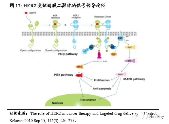 家族属于四个密切相关的i型受体酪氨酸激酶(rtk)家族胞膜受体之一,与